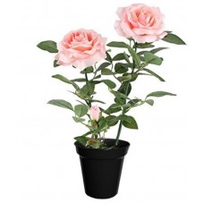 1.5ft kashmeri Pink Rose with Pot