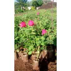 1.5ft Kashmeri Pink  Rose without Pot