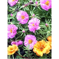 .5ft Portulaca without Pot (Pink & Yellow)