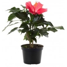 1.5ft Red Hibiscus_Gudhal with Pot