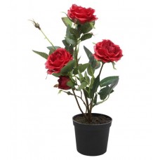 1.5ft Kashmeri Red Rose with Pot