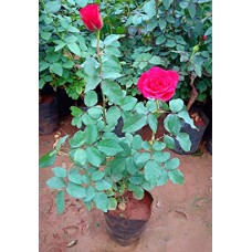 1.5ft Kashmeri Red Rose without Pot