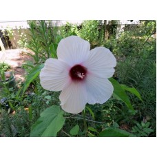 1.5ft White Hibiscus_Gudhal with Pot