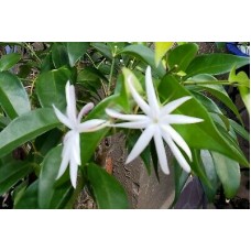 1.5ft White Jasmin without Pot