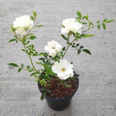 1.5ft Kashmeri White Rose with Pot