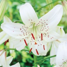 1.5ft White Tiger Lily without Pot