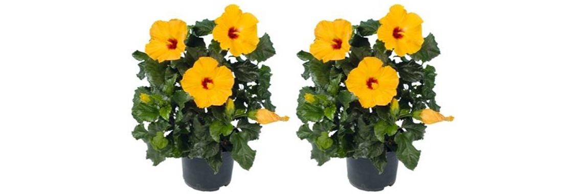 2ft Yellow Hibiscus Gudhal with Pot