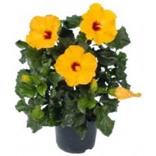 1.5ft Yellow Hibiscus Gudhal with Pot