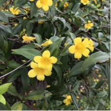 1.5ft Yellow Jashmine with Pot