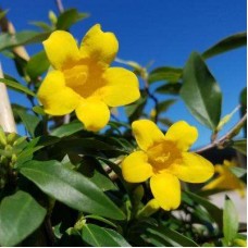 1.5ft Yellow Jasmin without Pot