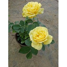 1.5ft Kashmeri Yellow Rose with Pot