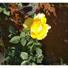 1.5ft Kashmeri Yellow Rose without Pot