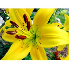 1.5ft Yellow Tiger Lily without Pot