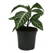 1.5ft Zebra Plant with Pot