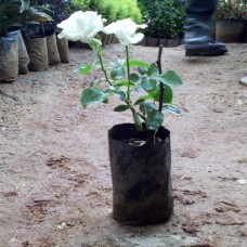 1.5ft Kashmeri White Rose without Pot